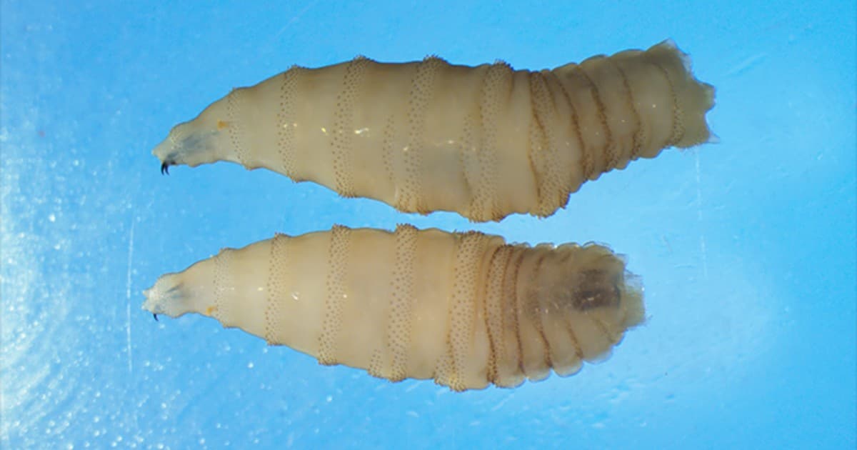 Flesh-eating New World screwworm detected in Texas calf, USDA says, signaling major threat to food production